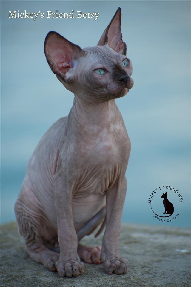 Sphynx-mace-