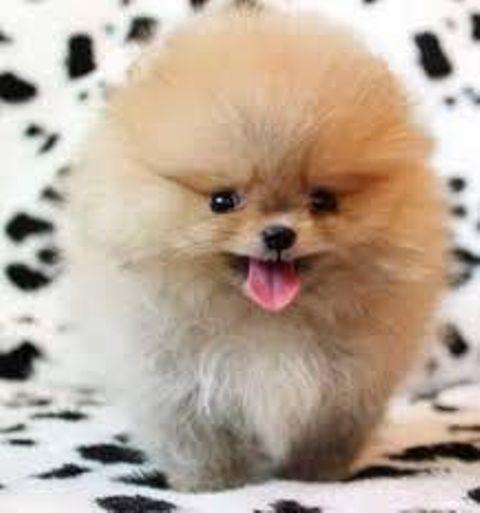 Pomeranac