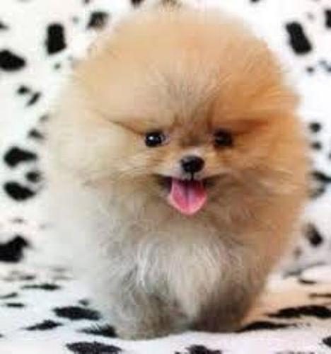 Pomeranac