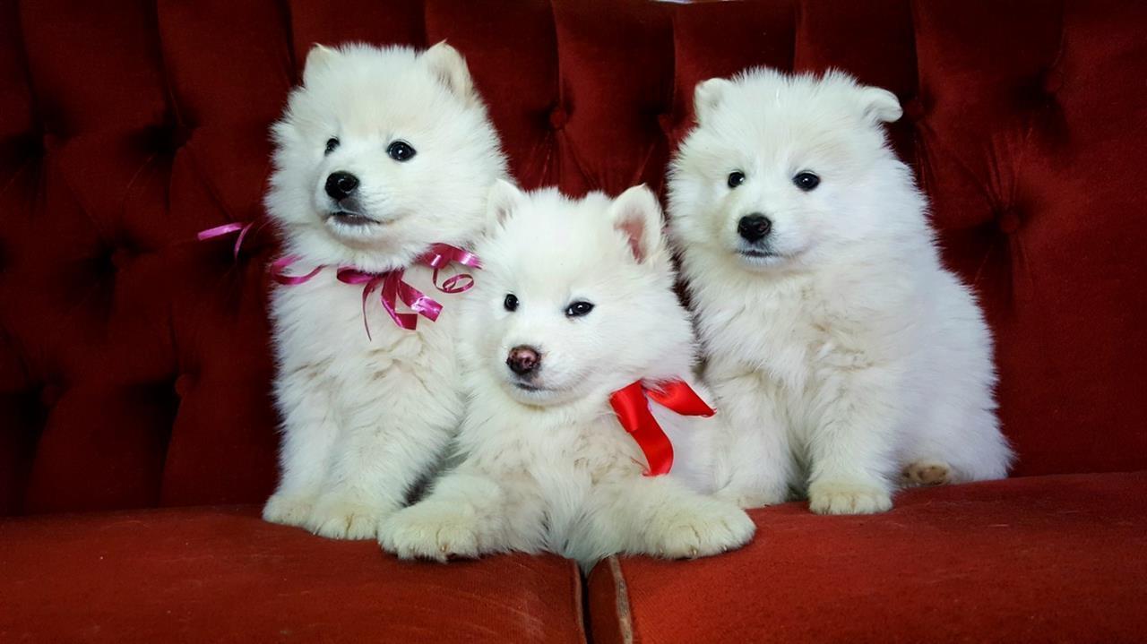 Samojed-štenci