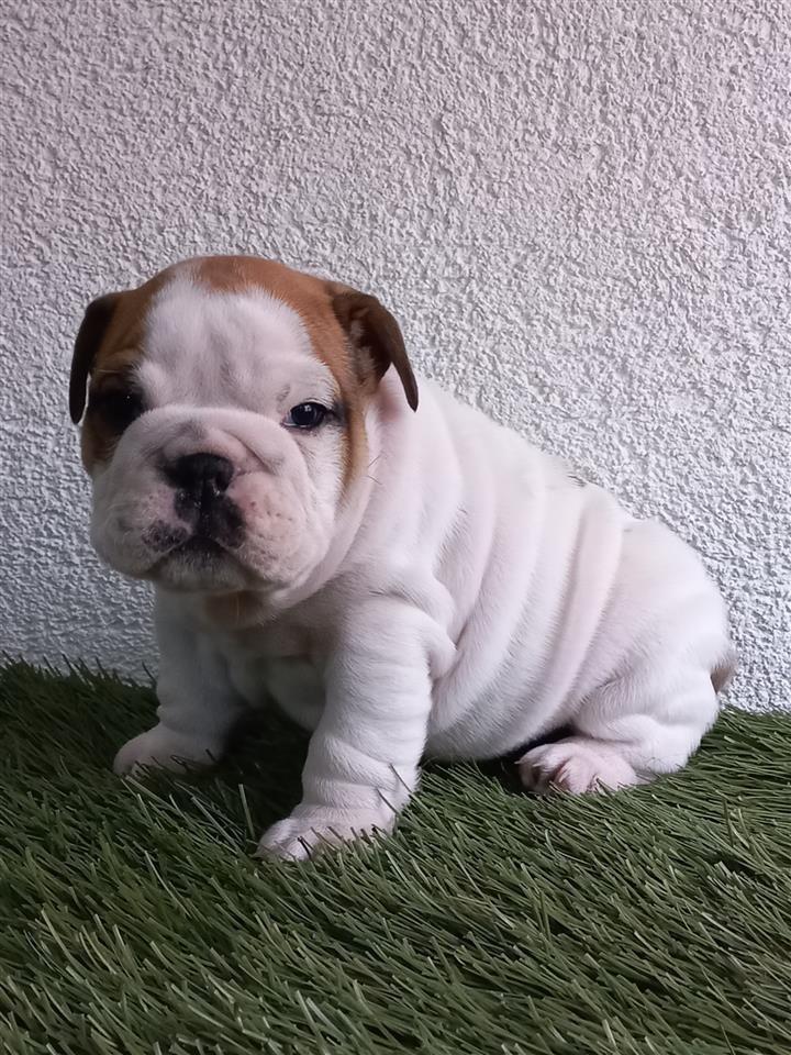 Engleski-Bulldog