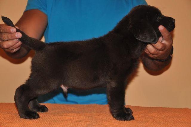 Labrador Retriver cokoladni stenci