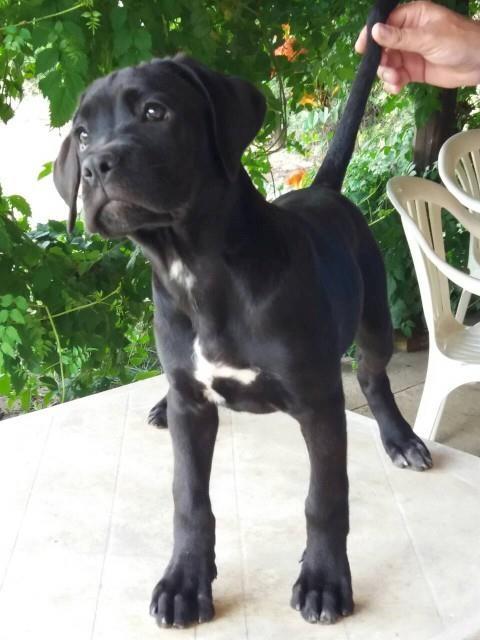 Cane-corso-stenci