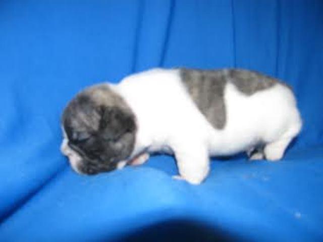 Francuski-buldog