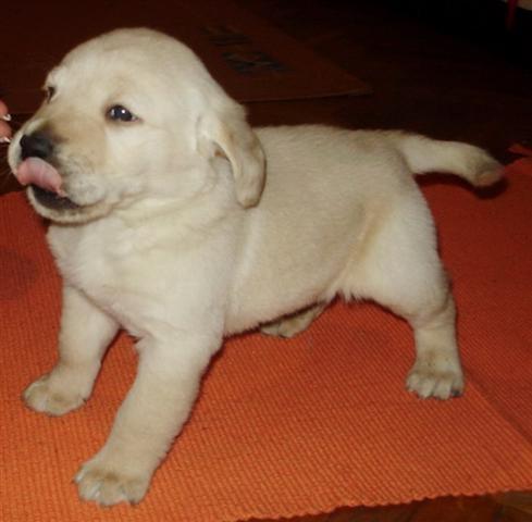 Labrador-retriver-štenad