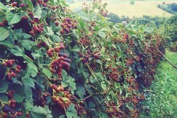 Sadnice-kupine-TRIPLE-CROWN-