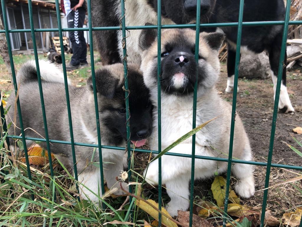Američka-akita-štenci