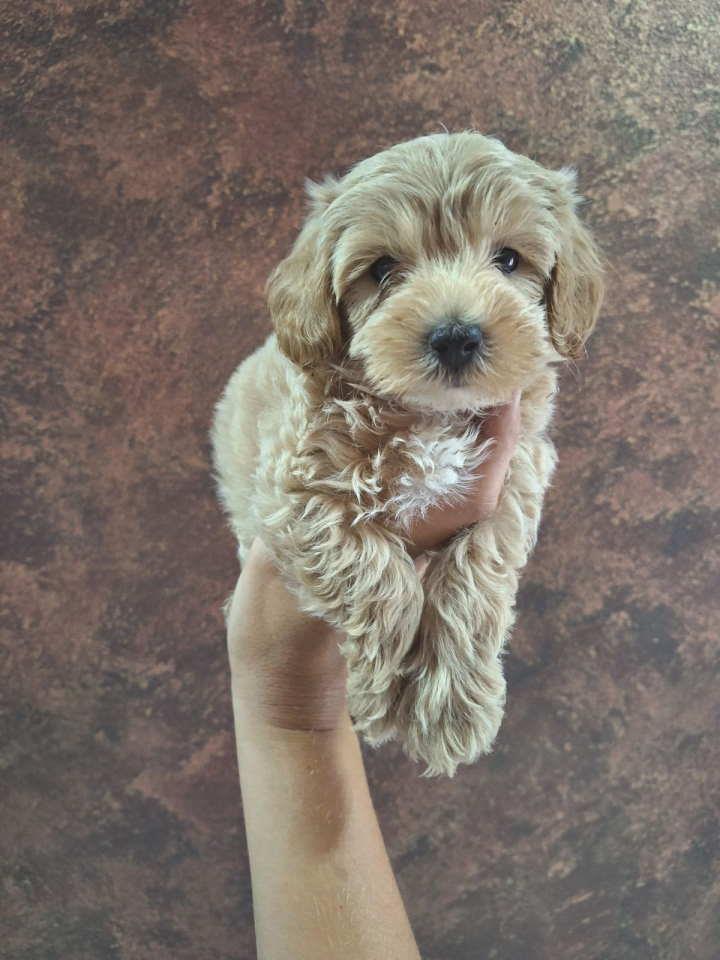Prelepi-štenci-Maltipoo