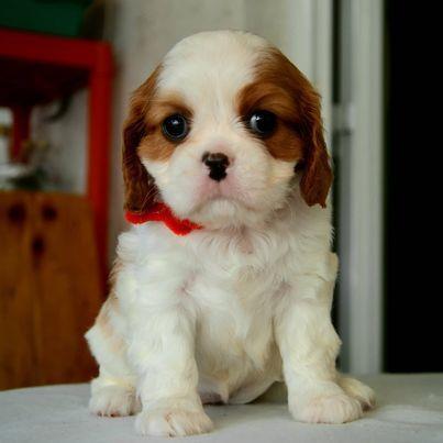 Cavalier King Charles španijeli