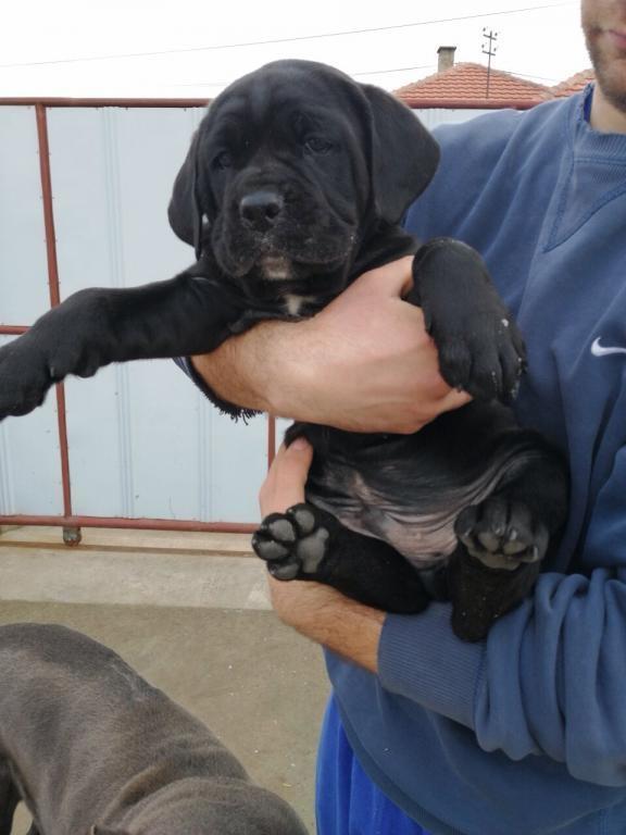 Cane-corso-štenci
