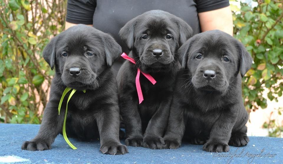 Labrador-stenci