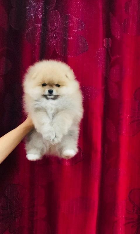 Pomeranski-špic-Pomeranian-Boo-štenci-