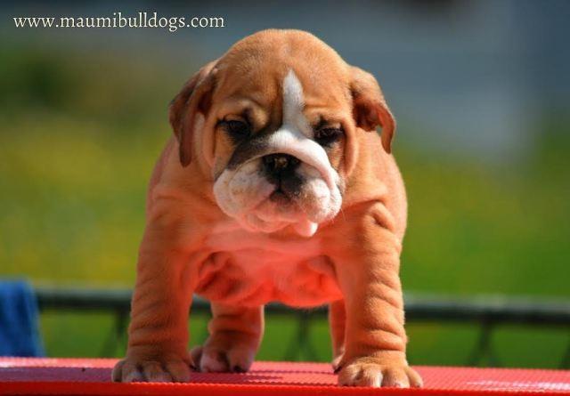 Engleski Buldog 