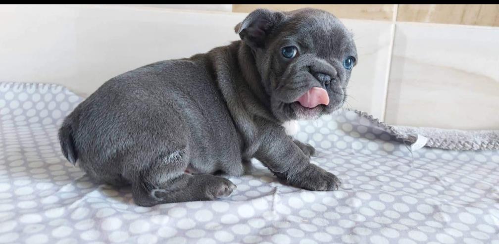 Francuski-buldog-