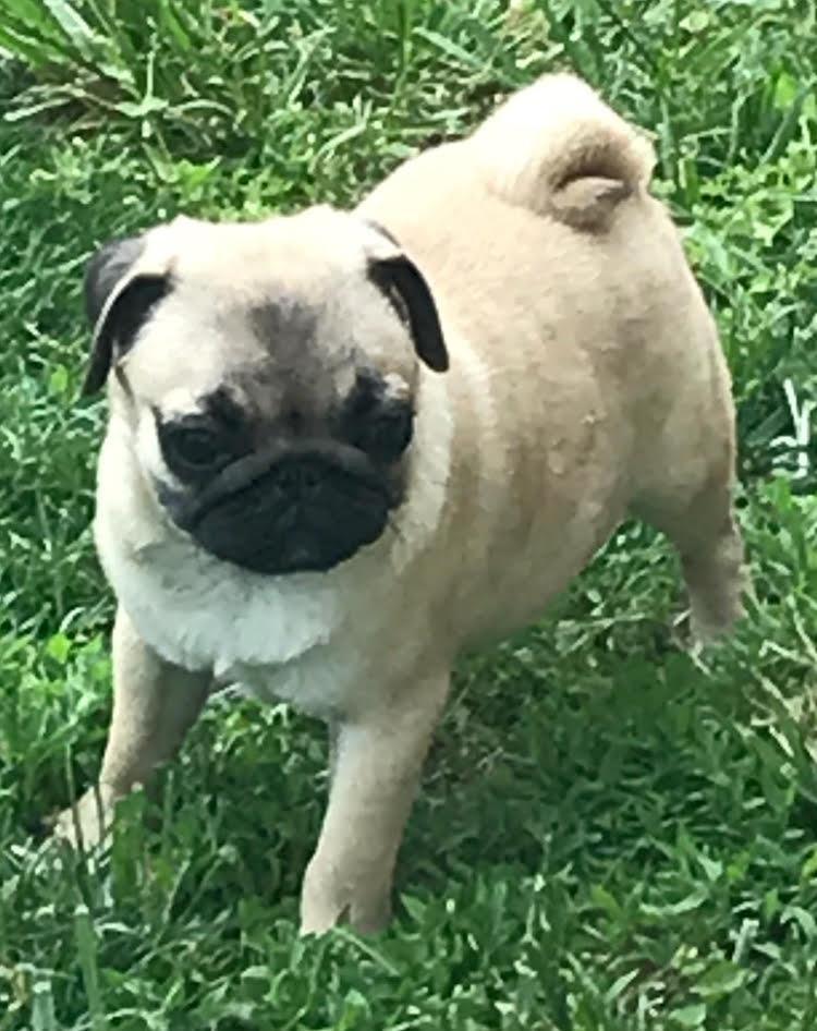 Mops-štenci-na-prodaju