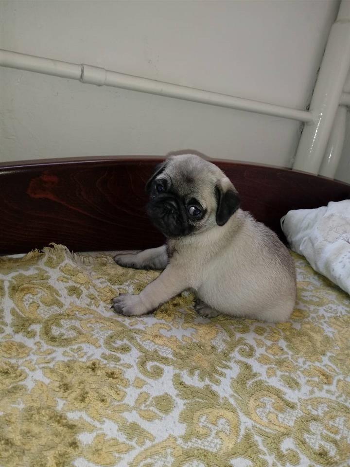 Mops-Prvo-birano-musko-stene