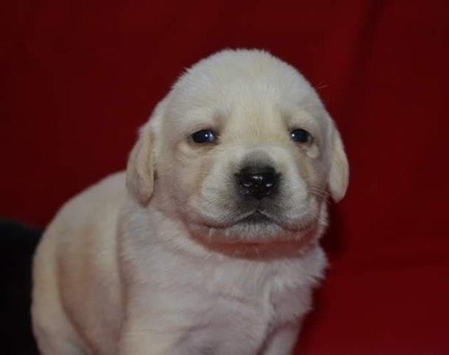 Labrador-retriver
