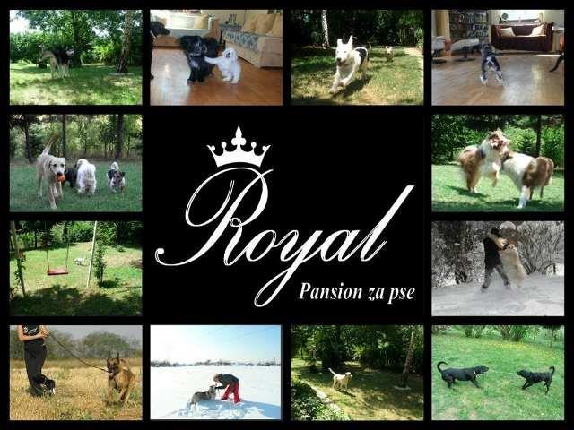 Pansion ROYAL - za pse, kod AVALE