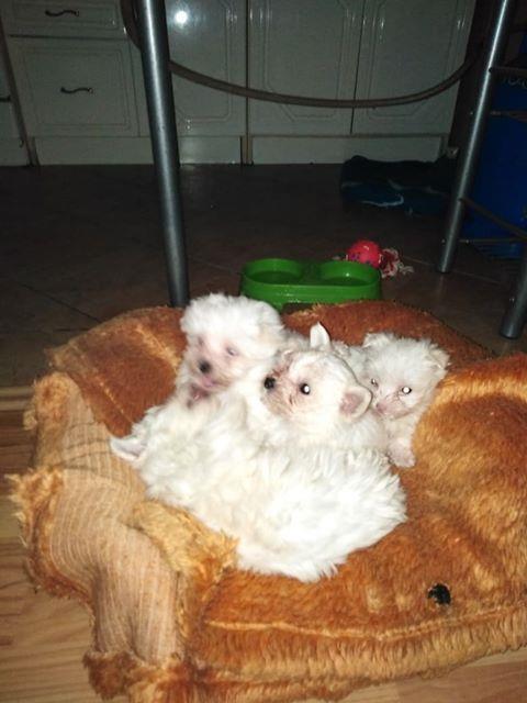 Maltezer