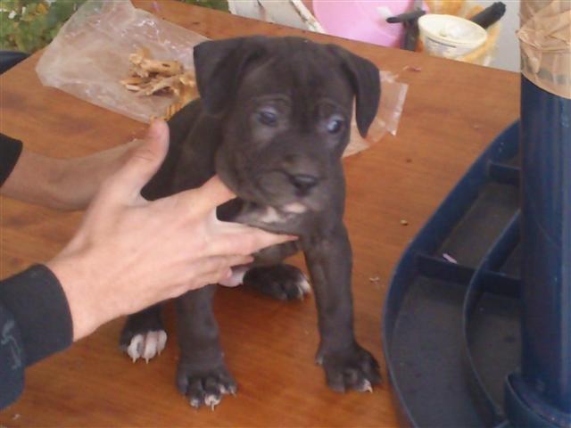 Pitbul 