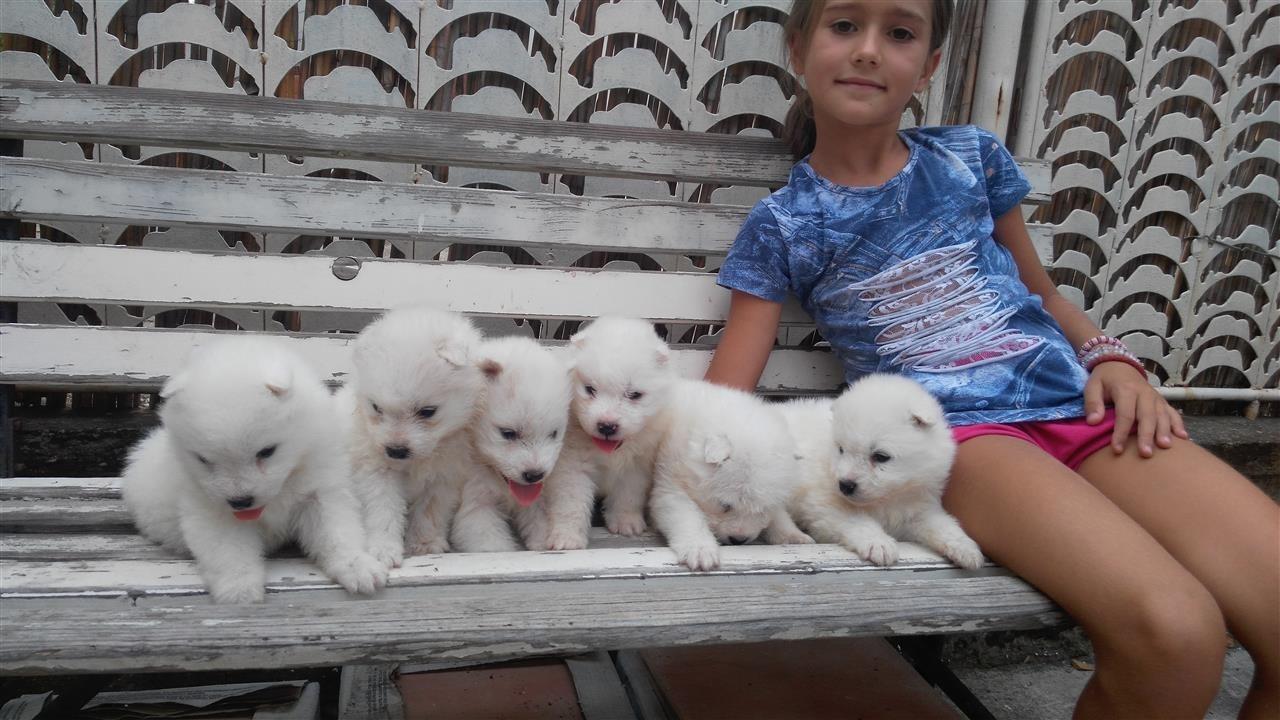 Samojed-stenci