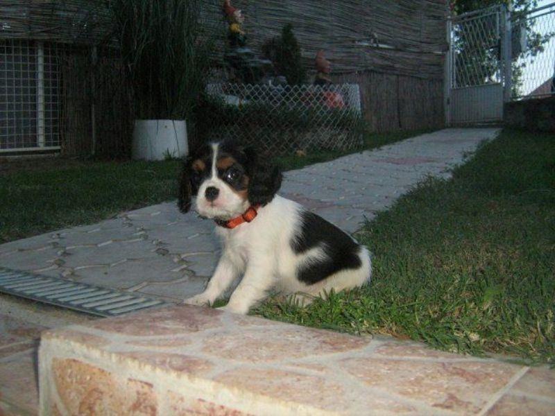 MOPS-i-CAVALIER