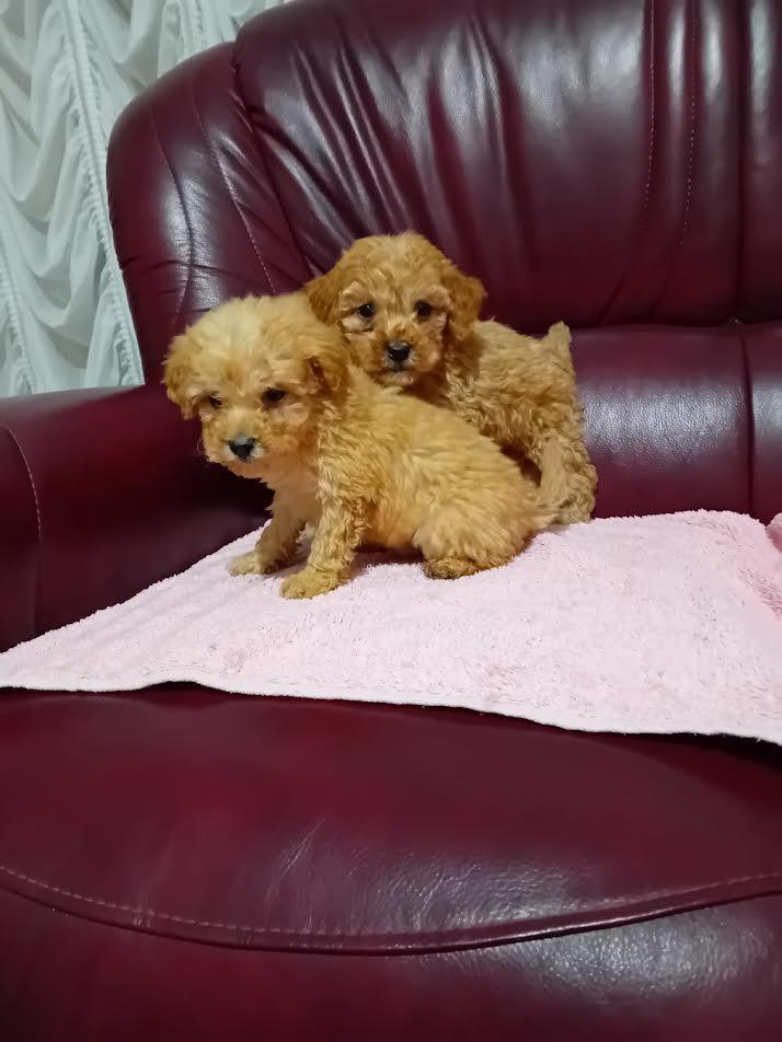 Maltipoo-stenci