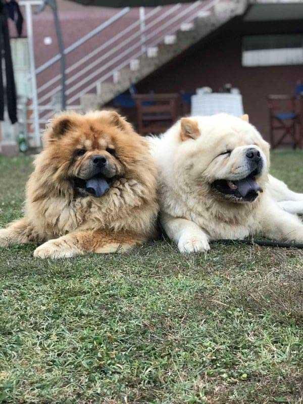 Chow-Chow