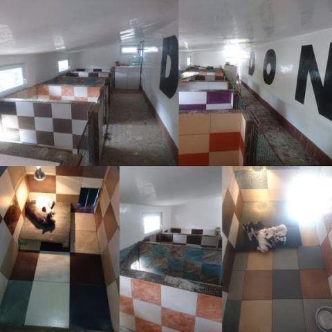 Francuski-buldog-OD-KUCE-DON-