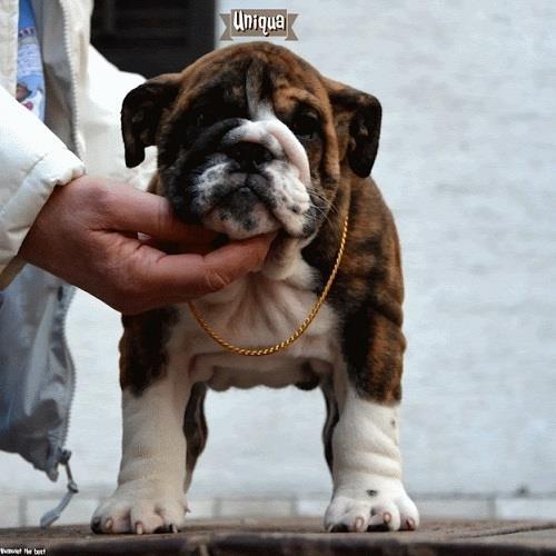 Engleski-Buldog-