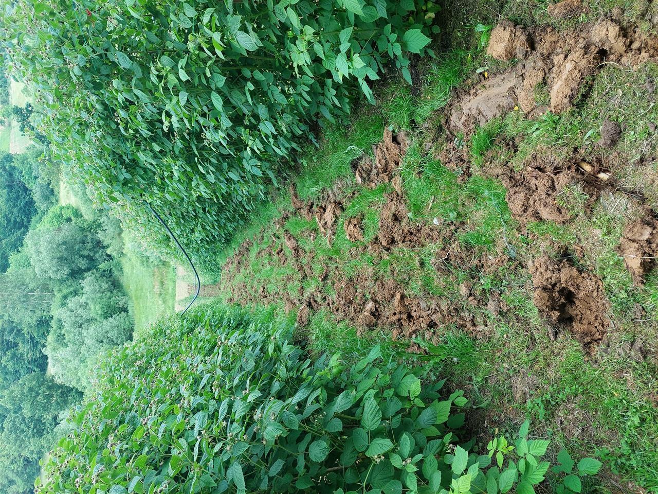 Branje-malina