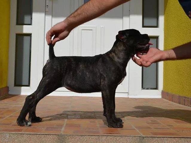 Cane Corso  zensko vrhunsko stene