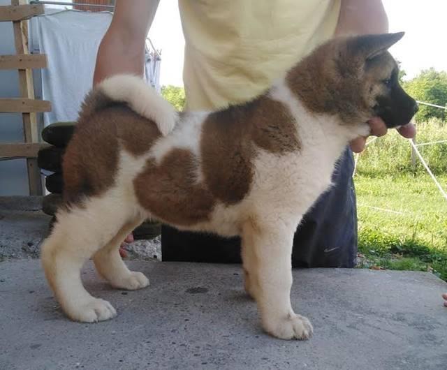 Američka-Akita-