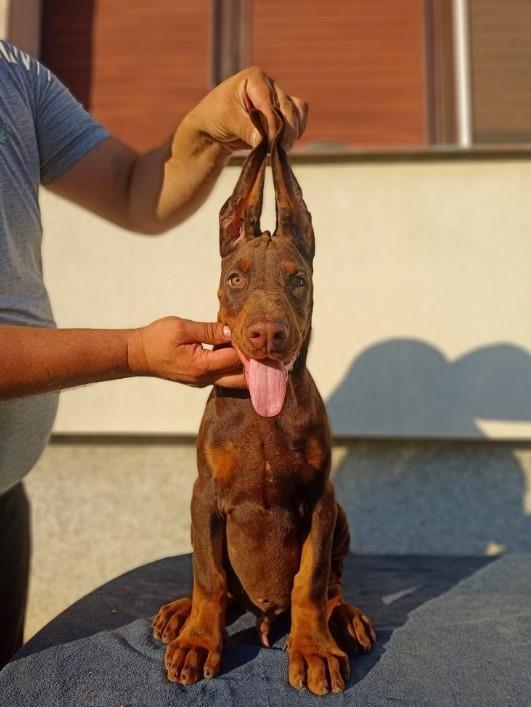 Doberman-vrhunsko-štene