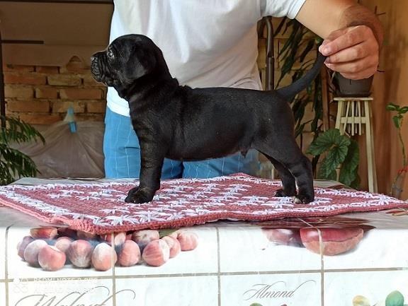 Cane corso štenci