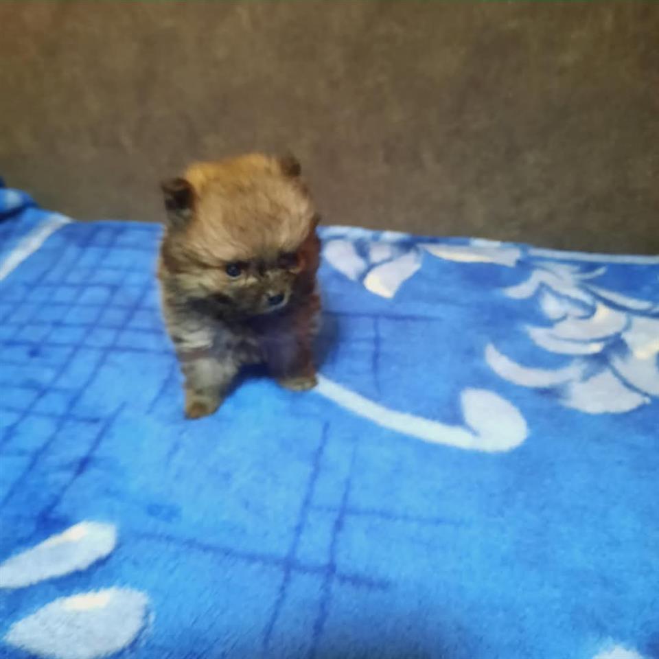 Pomeranski-špic