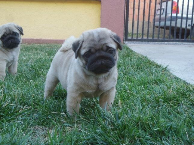 Mops štenci
