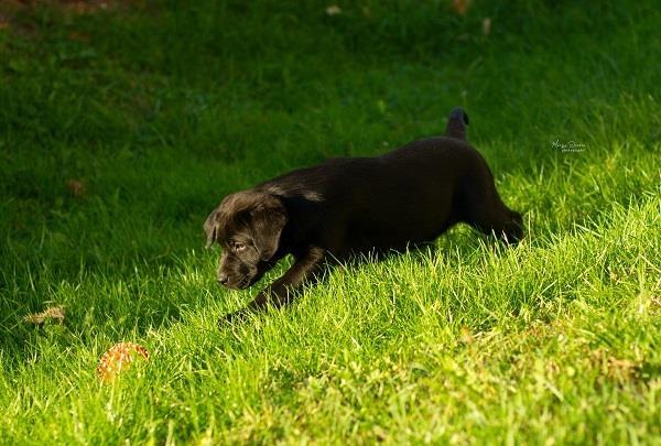 Labrador-Retriver-štenci