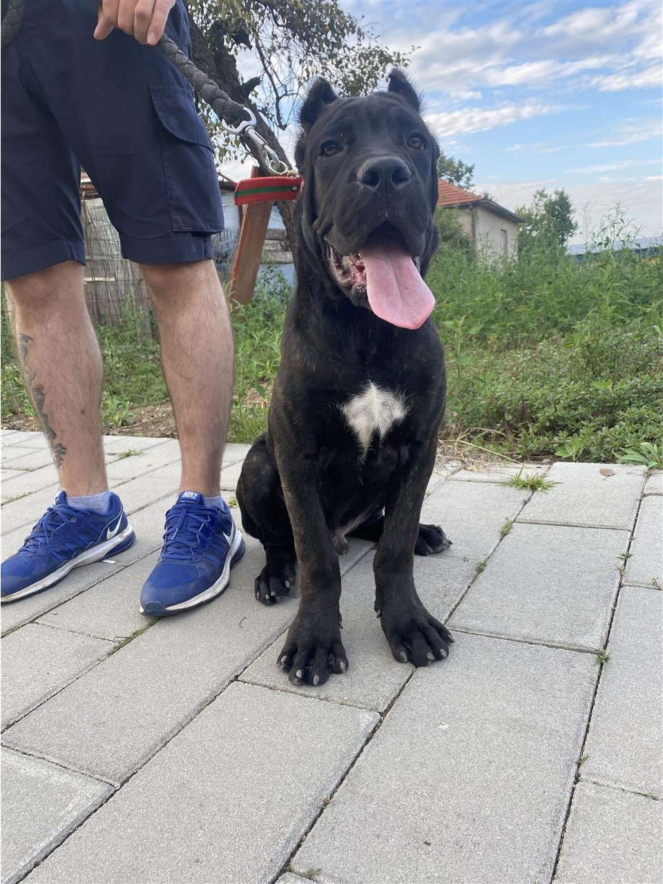 Cane-corso