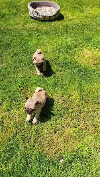 Mops-štenci-ponuda---2-mužjaka-