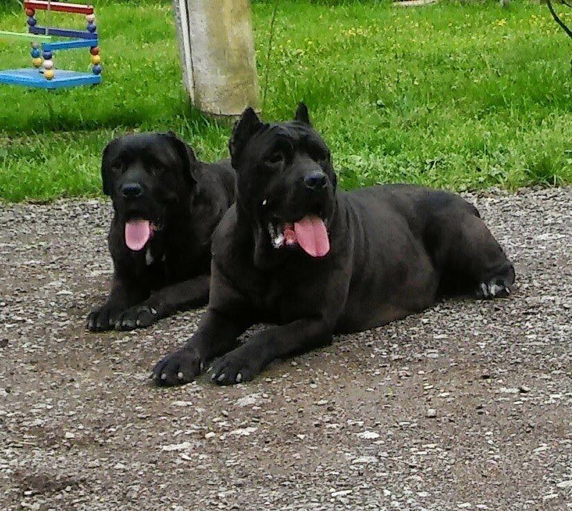 Cane-Corso-stenci-na-prodaju