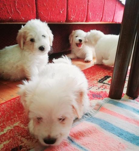 Coton de Tulear