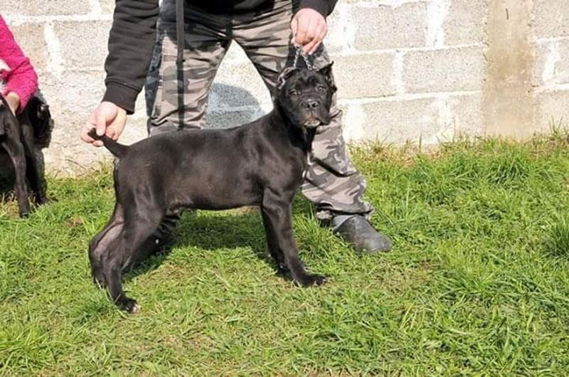 Cane-Corso-štenad