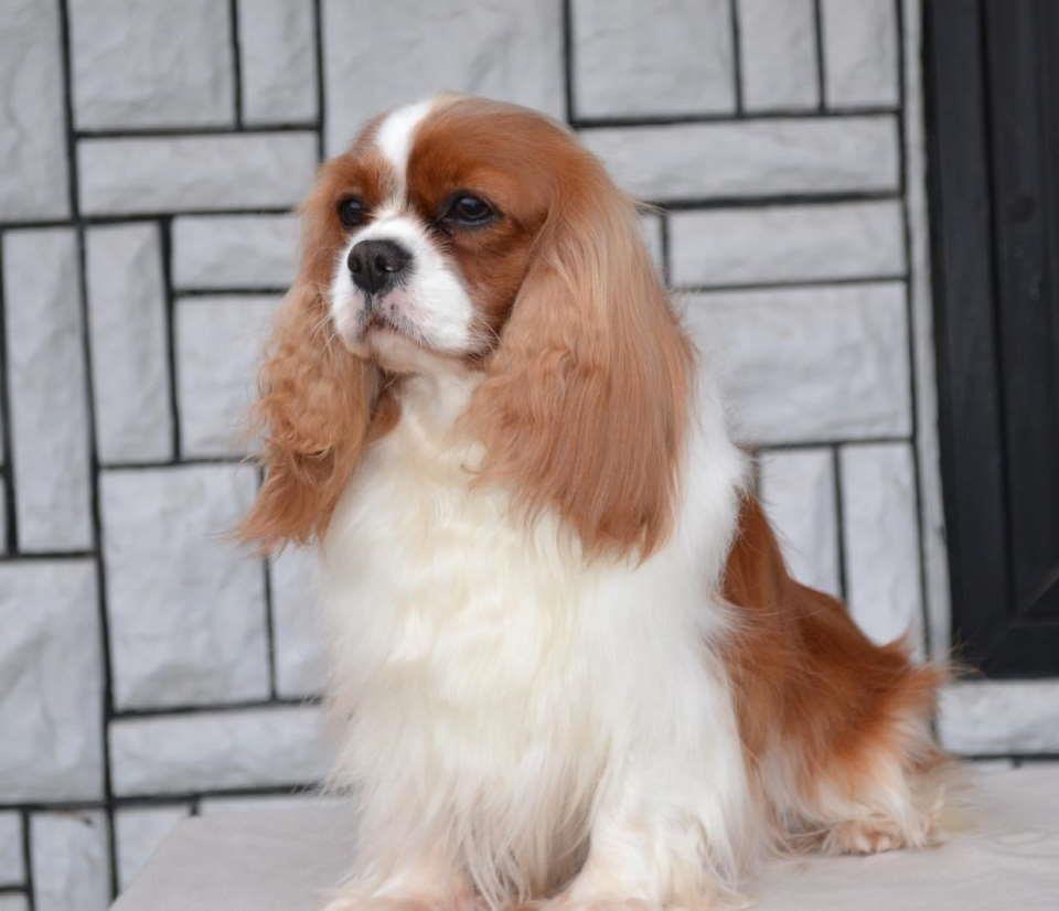 CAVALIER-KING-CHARLES--spaniel-štenci--