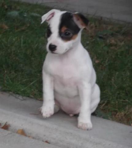 Jack-russell-terier-stenci