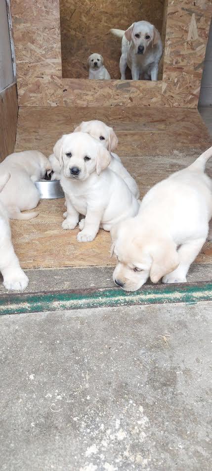 Labrador-retriver