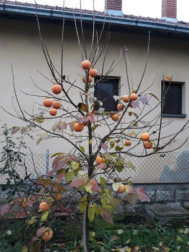 Sadnice voca i ruza
