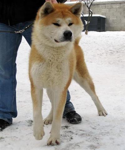 Akita inu stenci