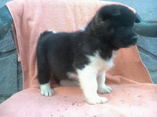 AMERICKA-AKITA-stenad-iz-2-legla