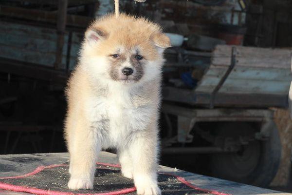 Akita-Inu